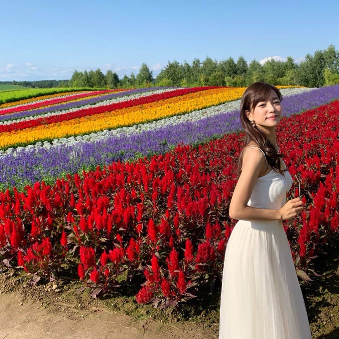 福山唯さんのインスタグラム写真 - (福山唯Instagram)「❤️💛💜🧡 . . 四季彩の丘💗 . . 一面、お花の絨毯🌼 本当にキレイだった🥺💛❤️💜 カートが借りられて自由に回れるのだけど、楽しいしおすすめでした✨✨ . . 本当に良いお天気で、眩しかったよ🙈 . .  #japan #hokkaido #flower #四季彩の丘 #北海道 #美瑛 #国内旅行 #花畑 🌻」8月29日 19時15分 - yuifukuyama