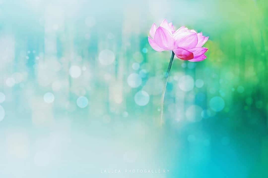 花の写真館のインスタグラム：「Photo by @laulea_xx.⠀ https://instagram.com/laulea_xx/⠀ .⠀ Original Post[投稿頂いたURL]⠀ https://www.instagram.com/p/Bz-eELNg81X/⠀ .⠀ 本アカウントは、 #私の花の写真 をつけてInstagramに投稿された皆さまの花の写真や、「花の写真館」Facebookページで投稿された花の写真を紹介します。⠀ 「花の写真館」Facebookページは、「 @floral.photograph 」のプロフィールにあるURLからご覧ください。⠀ .⠀ #花の写真館 #floralphotograph #floralphoto #flower #flowers #富士フイルム #FUJIFILM⠀ Follow: @floral.photograph」