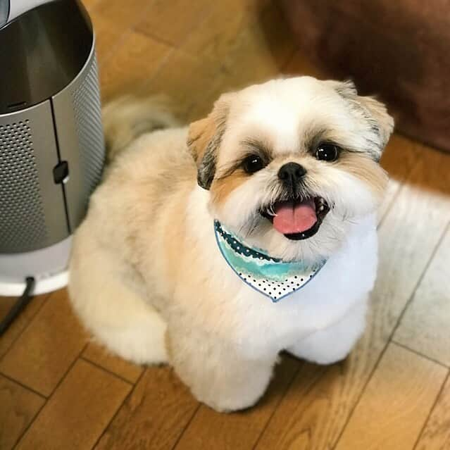 りんくさんのインスタグラム写真 - (りんくInstagram)「Hi 😊🐶💕 * * * * * 皆さん、お久しぶりです。いつも沢山のいいね＆温かいコメントを本当にありがとうございます😊 ・ これからもゆるゆる更新だったり、お返事できないことが多々あると思いますが💦 変わらず仲良くしていただけると嬉しいです💗 ・ 今後ともどうぞよろしくお願いしますねー🙇🏻‍♀️🐶✨ #りんくま」8月29日 19時33分 - link.jpn