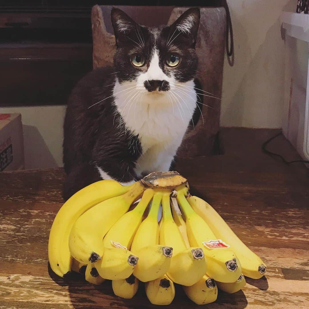 もじゃころさんのインスタグラム写真 - (もじゃころInstagram)「バナナとペ🍌  私生まれ変わったらバナナになりたい…  #チョッチュ具志コロペッペ  #バナナ」8月29日 19時41分 - mojyacoro96