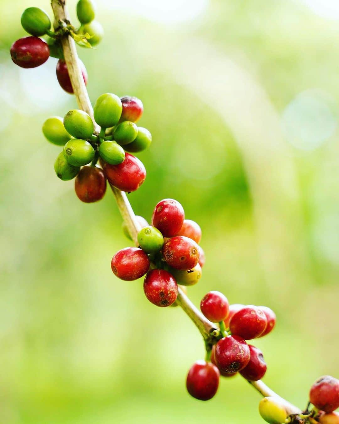 鮎河ナオミさんのインスタグラム写真 - (鮎河ナオミInstagram)「赤く熟し始めたコーヒーチェリー🍒 この赤い実の種の部分がコーヒー豆です。 実は見た目通り、実の部分はさくらんぼのように甘くてフルーティーと聞いてびっくり😮 村松小農園では、機械や薬品に頼らず、出来るだけ自然に近い環境、古風な手法でコーヒーを育てています。 カカオの木もあって、農園オリジナルのチョコレートと、絶景を見ながら頂いたふっくら甘い香りのコーヒーがとっても美味しかったー！ 写真2枚目は村松小農園のご家族と❤️ 帰り際に、バイバーーーイと走りながらお見送りしてくれたキッズ達が忘れられない😍可愛かったな〜❤️ . . . . . #pinevillagesmallfarm #100% #konacoffee #coffeefarm #coffeecherry #organic #bigisland #kona #hawaii #村松小農園 #コナコーヒー #コナコーヒー畑 #コーヒーチェリー #ハワイ島 #ハワイ」8月29日 19時56分 - naomiayukawa