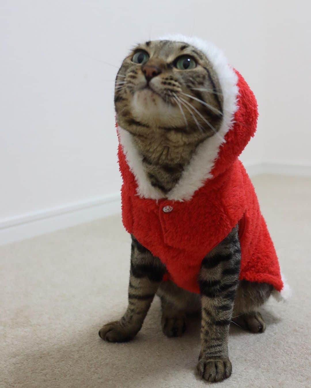 ゆうとろ（柴犬ゆうと猫のとろ）さんのインスタグラム写真 - (ゆうとろ（柴犬ゆうと猫のとろ）Instagram)「. Christmas came early this year😽 Toro . #少し早いけど #メリークリスマス #サンタコスチューム #モデルをしているidogさんの新作 #クリスマス待ち遠しいな✨ #ゆうとろコスプレ」8月29日 20時14分 - yuandtoro