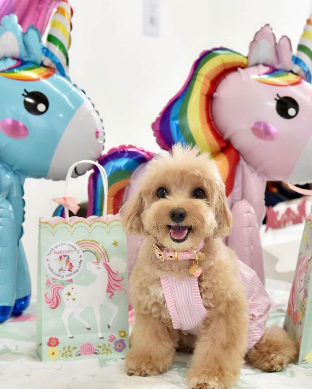 Truffle??松露?トリュフさんのインスタグラム写真 - (Truffle??松露?トリュフInstagram)「Swipe ▶️to see more 📸and 🎥📆 (29Aug19) 🎂🍰🧁🎉Thank you @matchathepoodle for inviting us to your🦄themed birthday pawty last Sunday! I was fascinated by the beautiful wonderland and the🦄 cake was just too pretty to be eaten 😁😊😍 It was also great meeting some of my fur friends on IG! #birthdaypawty #iloveparty #happybirthday #unicornparty #unicorncake」8月29日 20時53分 - trufflethetrouble