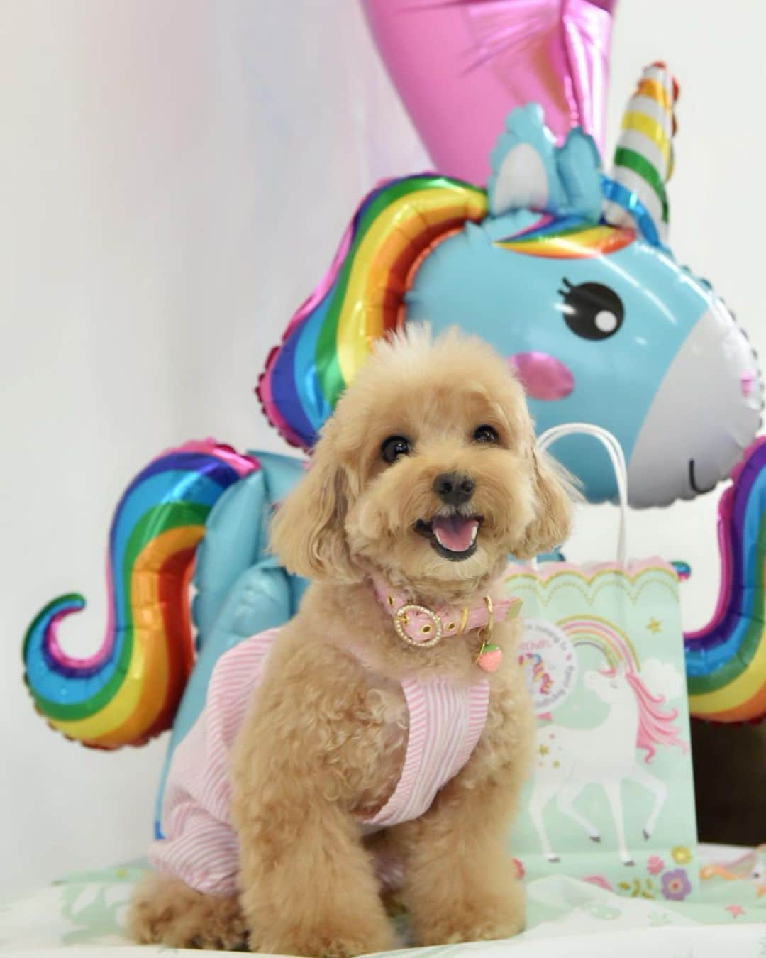 のインスタグラム：「Swipe ▶️to see more 📸and 🎥📆 (29Aug19) 🎂🍰🧁🎉Thank you @matchathepoodle for inviting us to your🦄themed birthday pawty last Sunday! I was fascinated by the beautiful wonderland and the🦄 cake was just too pretty to be eaten 😁😊😍 It was also great meeting some of my fur friends on IG! #birthdaypawty #iloveparty #happybirthday #unicornparty #unicorncake」