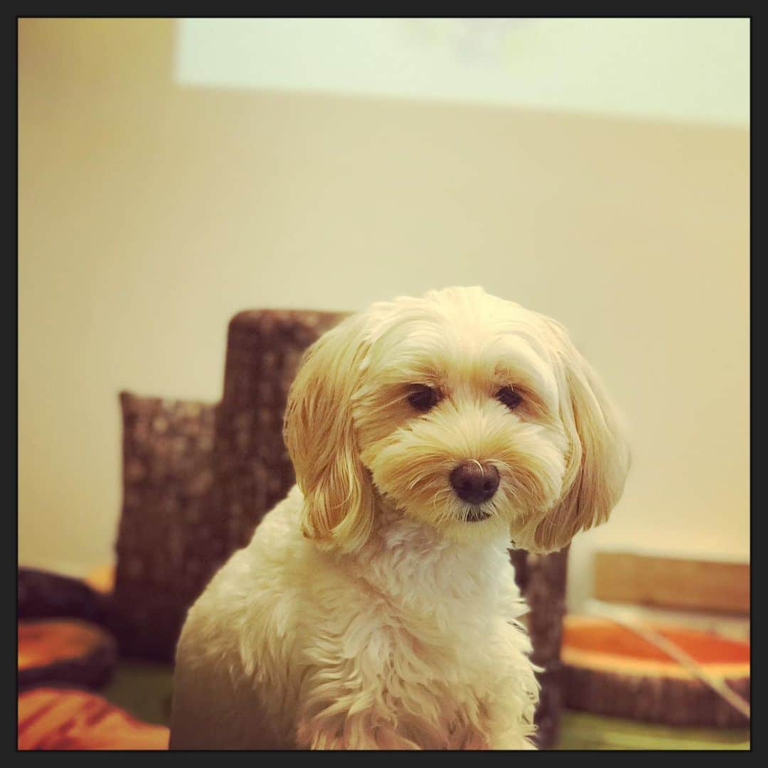 北山陽一のインスタグラム：「きみのおすわりは、特徴があるねえ。#きたやまおもち」