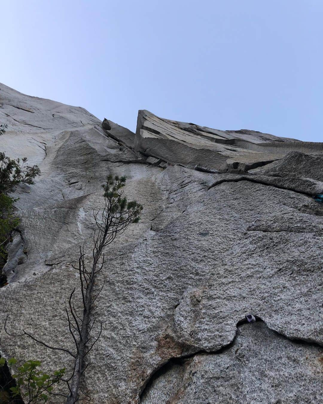 植田夢月さんのインスタグラム写真 - (植田夢月Instagram)「・ 8/27 University Wall / 5.12a, 8P﻿ 5P目まで﻿ ﻿ ﻿ "One of Canada’s most iconic routes" (カナダにおいて最も象徴的なルートの一つ)と評されるUniversity Wall。﻿ ﻿ 今回の旅で最も行ってみたかったルート。﻿ ﻿ エイド初登は1966年。フリー初登者はPeter Croft。2014年には、Alex Honnoldが、その先のRoman Chimneys含めてフリーソロしている。﻿ ﻿ ﻿ トポには、"The first 120m…is the most powerful line on the Chief"(最初の120mはChiefの中で最もパワフルなライン)と書かれている。﻿ ﻿ そのハードさは想像を超えていて、5.12aがつけられている最初の2Pをフォローしただけで、身体も心もメタメタにされてしまった。﻿ ﻿ グレードを尺度にするのもナンセンスだが、私の知っている5.12-の中で、最もハードに感じた。﻿ クラックスキルも必要だが、それに加えて、乏しいフットを信じて難所をパワフルに突破できるような力が必要と感じた。﻿ ﻿ こんなに急峻で不安定な体勢が続くラインを、私はリードできるだろうか？想像しただけで怖い。﻿ ﻿ 4P目の5.11aから傾斜はやや和らぐ。﻿ リードに挑戦してみたが、擦り減った身体と心では、ギリギリの状態で突っ込むことができなかった。テン山でなんとか抜けた。﻿ 夜が迫っていたので、5P目を夫が登った後に下降。﻿ ﻿ ﻿ 取付きに降りて、University Wallを見上げて、私はなんて弱いんだろう、と暗澹とした。﻿ でも、こういうラインをこそ、登れるようになりたいんだ。自分の全てを出し尽くすようなライン。そういうラインに出会えたことは幸せだ。もう一度トライしてみたい。﻿ ﻿ ﻿ …と思っていた矢先に、トレイルを下山中に右足を捻ってしまった。Nooooooo…!!!!﻿ 軽めの捻挫だけど、内転すると痛い方向に捻ってしまって、このツアー中フットジャムできるようになるかどうか怪しい。どうなる私のツアー。﻿ずーん。 ﻿ ﻿ 1枚目: 取付きから見上げたUniversity Wall﻿ 途中のオープンブックがThe Shadow / 5.12d﻿ 上の木のあたりが4P目終了点﻿ 2枚目: 1P目 / 5.12a﻿ 3枚目: 4P目 / 5.11a﻿ 4枚目: 5P目 / 5.10d」8月30日 6時50分 - dream_moco