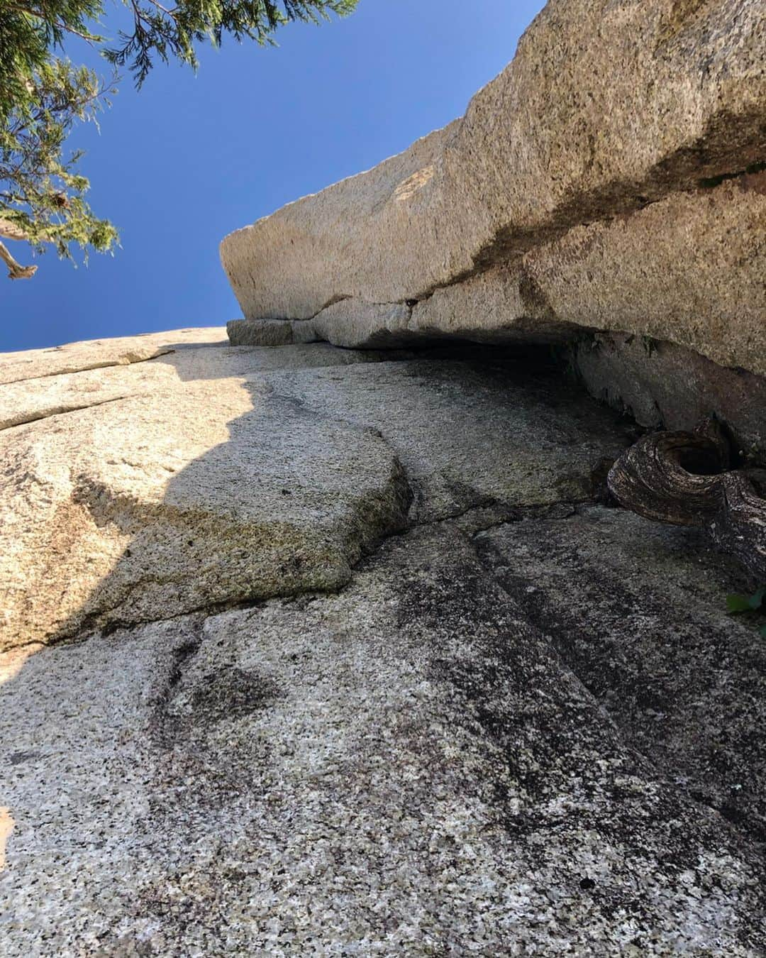 植田夢月さんのインスタグラム写真 - (植田夢月Instagram)「・ 8/27 University Wall / 5.12a, 8P﻿ 5P目まで﻿ ﻿ ﻿ "One of Canada’s most iconic routes" (カナダにおいて最も象徴的なルートの一つ)と評されるUniversity Wall。﻿ ﻿ 今回の旅で最も行ってみたかったルート。﻿ ﻿ エイド初登は1966年。フリー初登者はPeter Croft。2014年には、Alex Honnoldが、その先のRoman Chimneys含めてフリーソロしている。﻿ ﻿ ﻿ トポには、"The first 120m…is the most powerful line on the Chief"(最初の120mはChiefの中で最もパワフルなライン)と書かれている。﻿ ﻿ そのハードさは想像を超えていて、5.12aがつけられている最初の2Pをフォローしただけで、身体も心もメタメタにされてしまった。﻿ ﻿ グレードを尺度にするのもナンセンスだが、私の知っている5.12-の中で、最もハードに感じた。﻿ クラックスキルも必要だが、それに加えて、乏しいフットを信じて難所をパワフルに突破できるような力が必要と感じた。﻿ ﻿ こんなに急峻で不安定な体勢が続くラインを、私はリードできるだろうか？想像しただけで怖い。﻿ ﻿ 4P目の5.11aから傾斜はやや和らぐ。﻿ リードに挑戦してみたが、擦り減った身体と心では、ギリギリの状態で突っ込むことができなかった。テン山でなんとか抜けた。﻿ 夜が迫っていたので、5P目を夫が登った後に下降。﻿ ﻿ ﻿ 取付きに降りて、University Wallを見上げて、私はなんて弱いんだろう、と暗澹とした。﻿ でも、こういうラインをこそ、登れるようになりたいんだ。自分の全てを出し尽くすようなライン。そういうラインに出会えたことは幸せだ。もう一度トライしてみたい。﻿ ﻿ ﻿ …と思っていた矢先に、トレイルを下山中に右足を捻ってしまった。Nooooooo…!!!!﻿ 軽めの捻挫だけど、内転すると痛い方向に捻ってしまって、このツアー中フットジャムできるようになるかどうか怪しい。どうなる私のツアー。﻿ずーん。 ﻿ ﻿ 1枚目: 取付きから見上げたUniversity Wall﻿ 途中のオープンブックがThe Shadow / 5.12d﻿ 上の木のあたりが4P目終了点﻿ 2枚目: 1P目 / 5.12a﻿ 3枚目: 4P目 / 5.11a﻿ 4枚目: 5P目 / 5.10d」8月30日 6時50分 - dream_moco