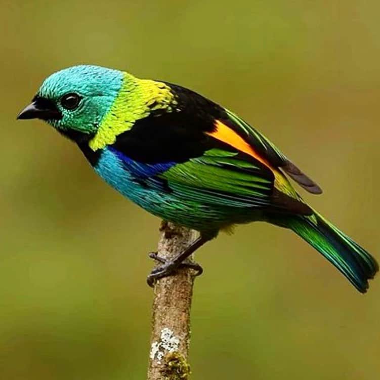 デレク ラムのインスタグラム：「Nature is the greatest colorist.」