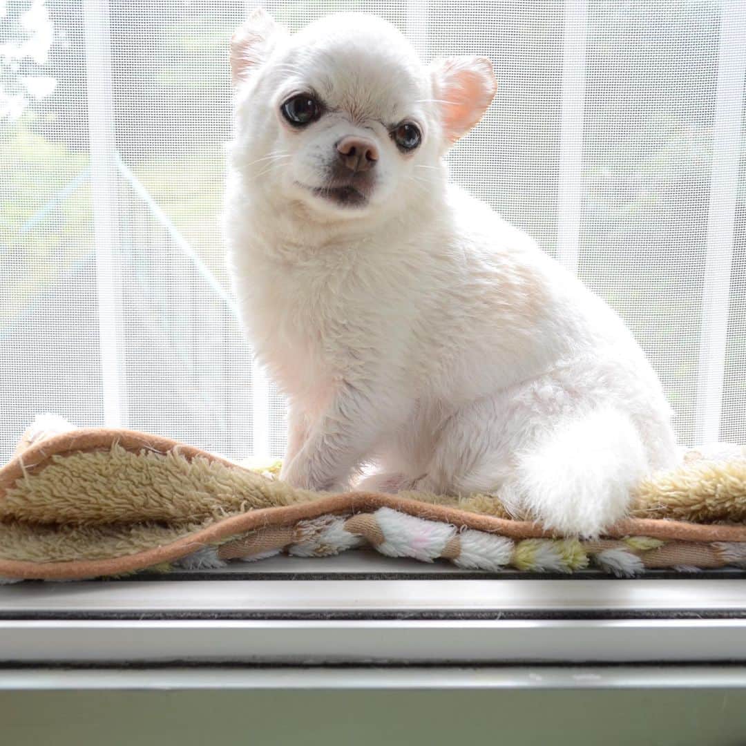 KORIKIのインスタグラム：「おはようございます♪ * #お風呂上がり #dogofsapporo #dog, #dogs, #dogstagram,#chihuahua,#犬バカ部,#チワワ,#koriki, #hanadog #白スムチ連合会, #スムチー,  #dogofthedayjp, #dogoftheday  #ilovemydog #instadog #instapet #WhiteChihuahua  #吉娃娃 #치와와  #dogsofinstagram #Chihuahualover  #ชิวาวา #チワワの輪 #barkbox #WhiteChihuahuaParty #もふもふモフモフ」