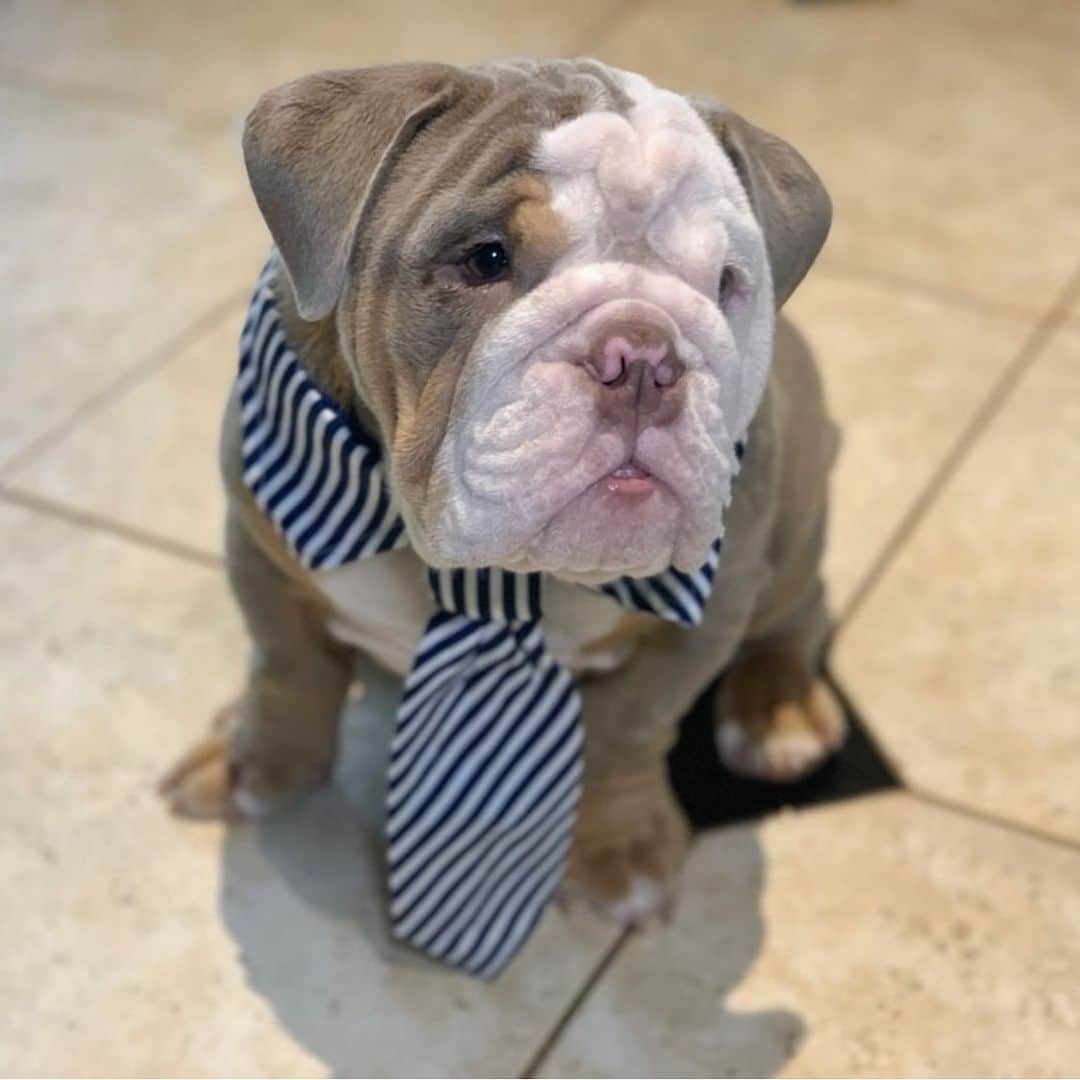 Bodhi & Butters & Bubbahさんのインスタグラム写真 - (Bodhi & Butters & BubbahInstagram)「Business casual #BusinessSocks . . . . . #bulldog #thursday #all #business #day #dogsofinstagram #work #life @bonnie_and_clyde_bullys」8月29日 23時03分 - keonistuff