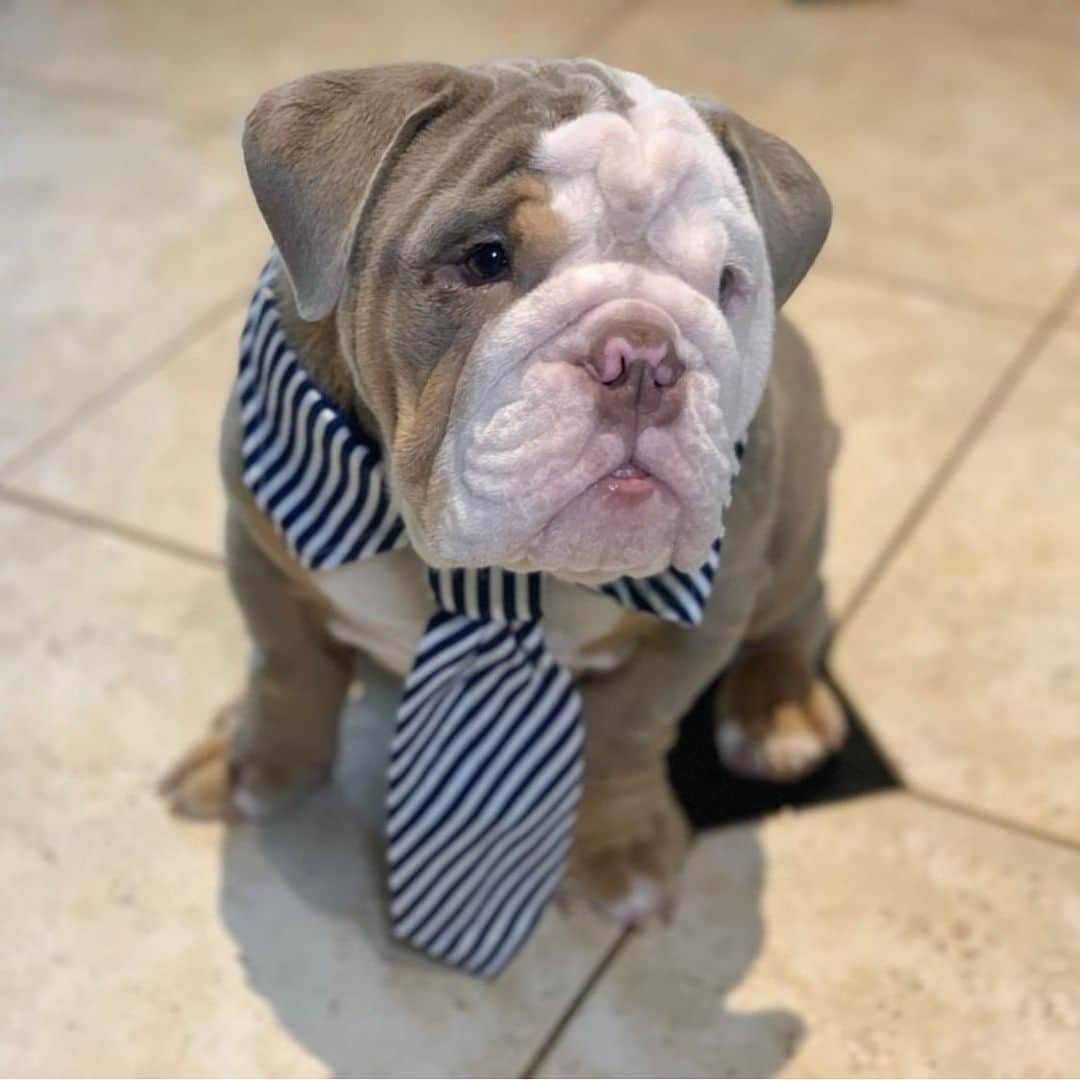 Bodhi & Butters & Bubbahのインスタグラム：「Business casual #BusinessSocks . . . . . #bulldog #thursday #all #business #day #dogsofinstagram #work #life @bonnie_and_clyde_bullys」