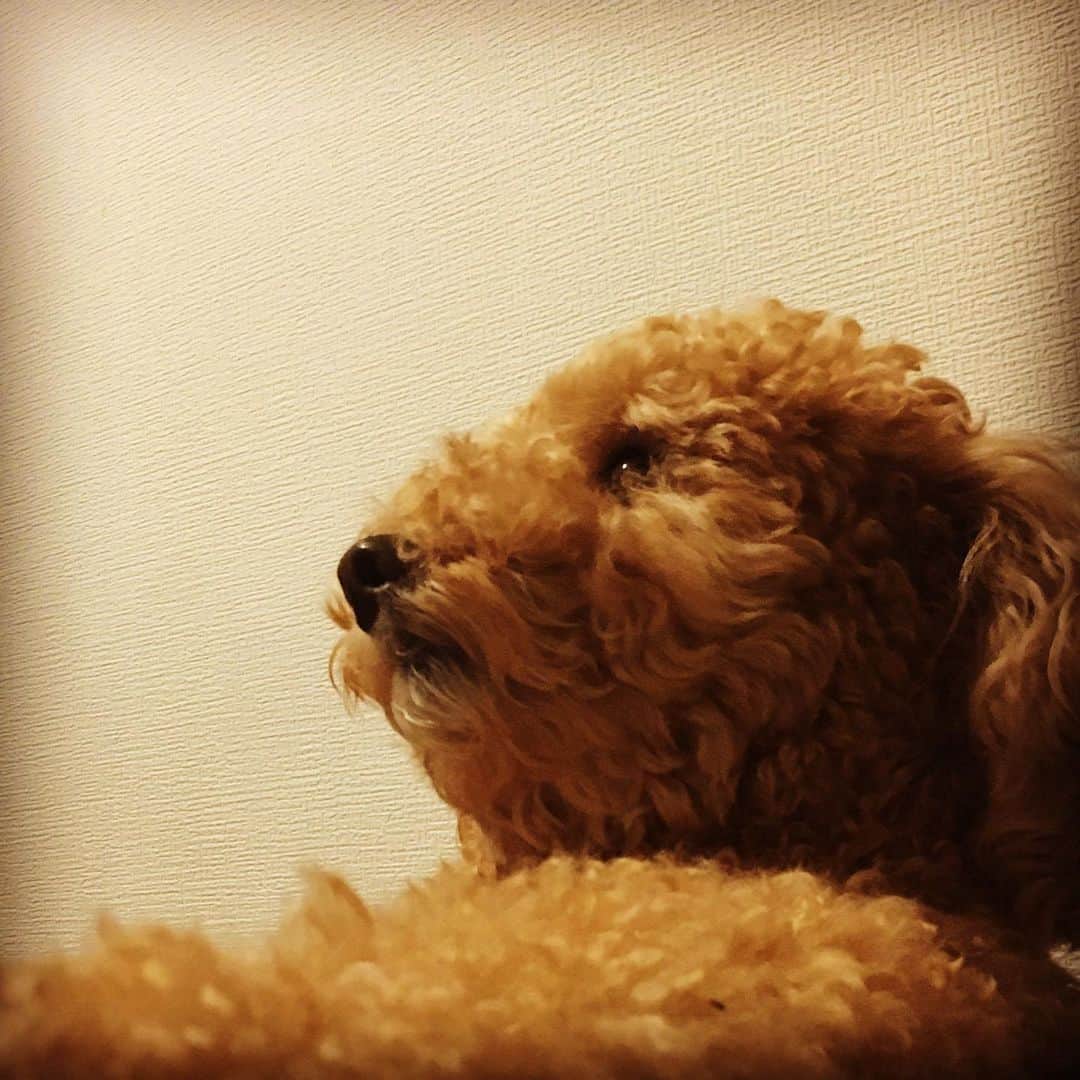 のインスタグラム：「うちのわんこ。 可愛いねぇ可愛いねぇ！！！ 先日、今まで皆様から頂いたお手紙やプレゼント全て受け取りました。 いつもありがとうございます。 明日からは「あんステ」東京公演です。 観劇されたお客様が一人でも多く幸せな気持ちになれるよう精一杯晃牙として駆け抜けたいと思います。 大千秋楽までどうぞよろしくお願い致します。 あとあと僕の体感ですが劇場は少し冷える気がするので何か羽織るものがあったりすると快適かもしれないです👍👍 #赤澤遼太郎#あんすて#ココ#トイプードル#いんすたたろう」