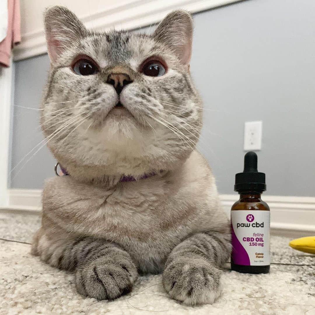 nala_catさんのインスタグラム写真 - (nala_catInstagram)「Catnip flavored #cbdoil gives my immune system extra support! @cbdMD.USA products are always premium and grown in the USA! Link in bio for more information. Use coupon code: NALA for 20% off your first order of human and pet products! #ad」8月29日 23時24分 - nala_cat