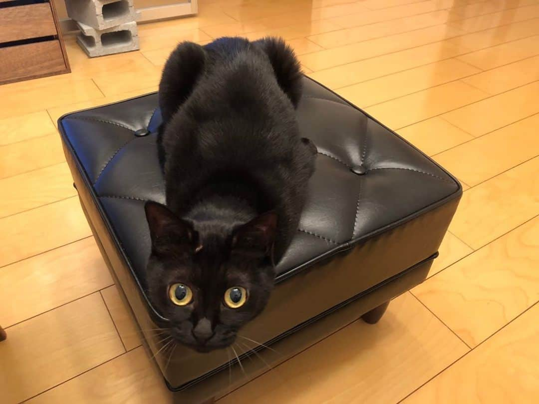 亜生さんのインスタグラム写真 - (亜生Instagram)「ここ最近のベストかわいい。 #捨て猫 #助銀藤 #黒猫 #キジトラ」8月29日 23時52分 - aseihurricane