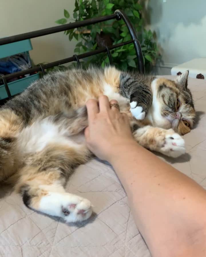Tinaのインスタグラム：「Happy day 😽」