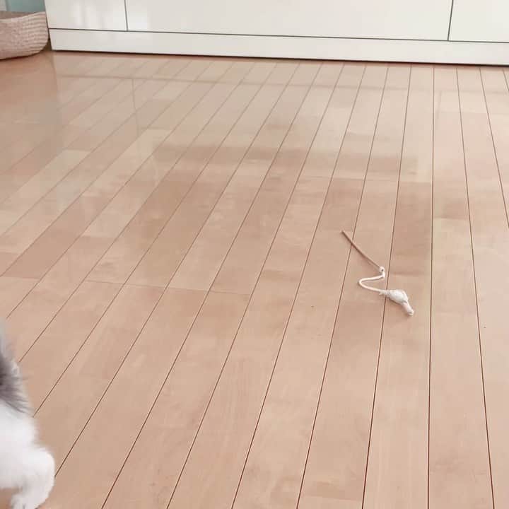 のんたのインスタグラム：「チビチビぱんちゃん #tbt 歩き方が赤ちゃんだー👶 ・ #scottishfold #catstagram_japan #catsofinstagram #cats_of_instagram#catoftheday #ilovemycat #bestmeow #catlover #cutecat #kittensofinstagram #cute #スコティッシュフォールド#スコティッシュフォールドロングヘア#throwbackthursday#kitten」