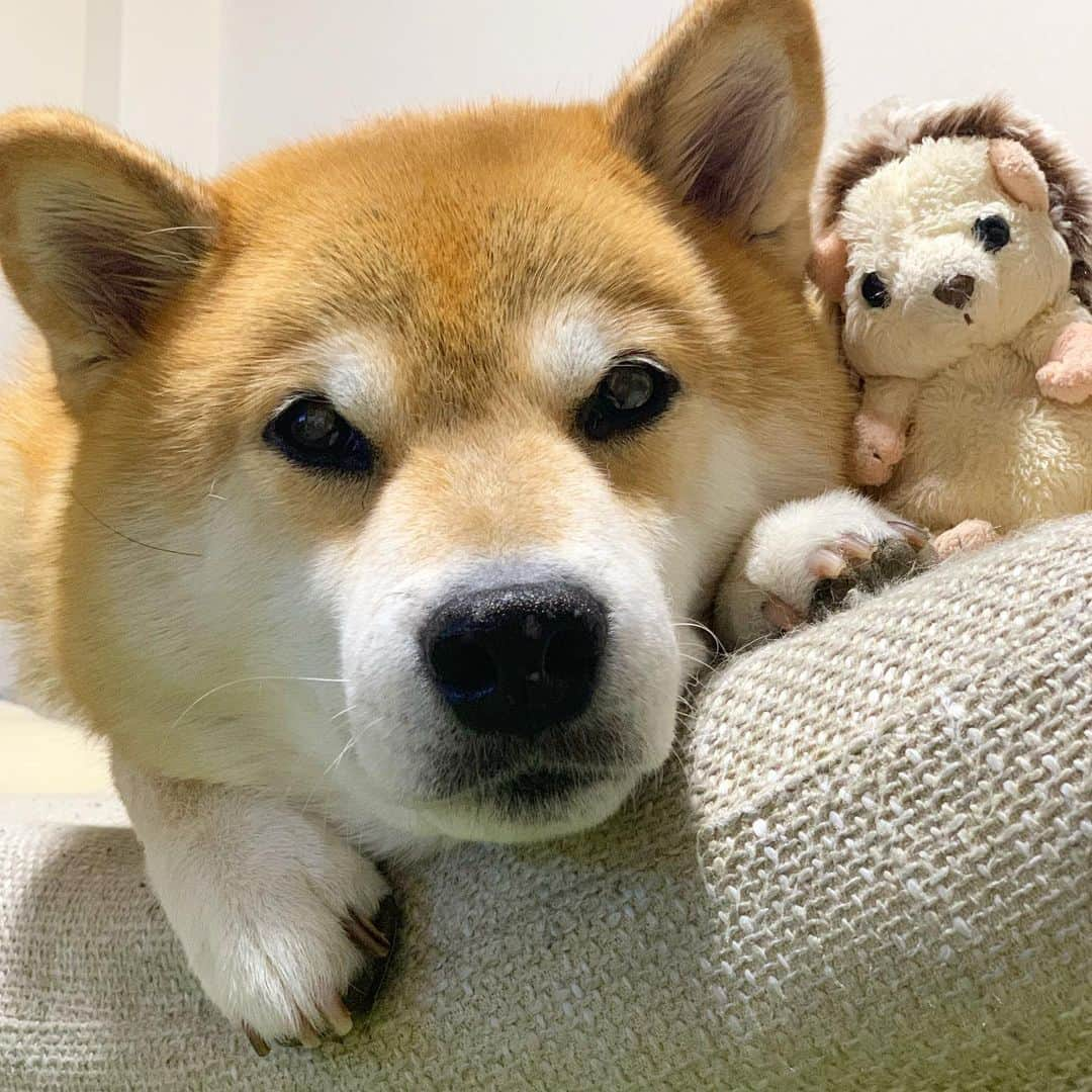 まる（まるたろう）さんのインスタグラム写真 - (まる（まるたろう）Instagram)「Good night!✨🐶💤✨上から目線でごめんね〜 #明日も29日だといいね #どうして29日は月1なんだろ🤔 #それ誰が決めたの #まずは常識を疑おう」8月30日 0時24分 - marutaro