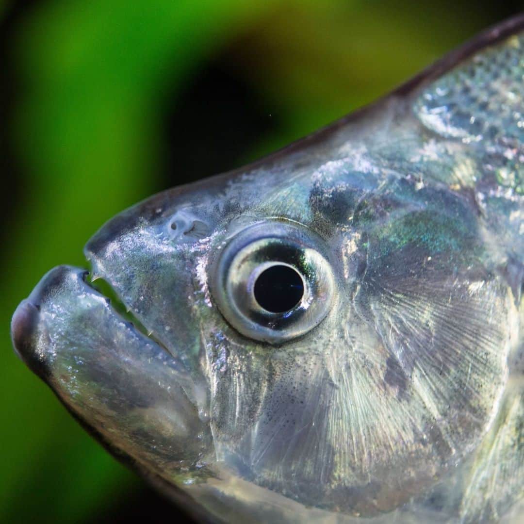スミソニアン国立動物園さんのインスタグラム写真 - (スミソニアン国立動物園Instagram)「🐟💥 Snack attack! When it is hungry, the violet line piranha will nip at other fish, getting a taste of their fins + scales. Check out this and other feisty freshwater fish in Amazonia! 👋 MEET OUR ANIMALS: s.si.edu/2h3CN1W.」8月30日 0時34分 - smithsonianzoo