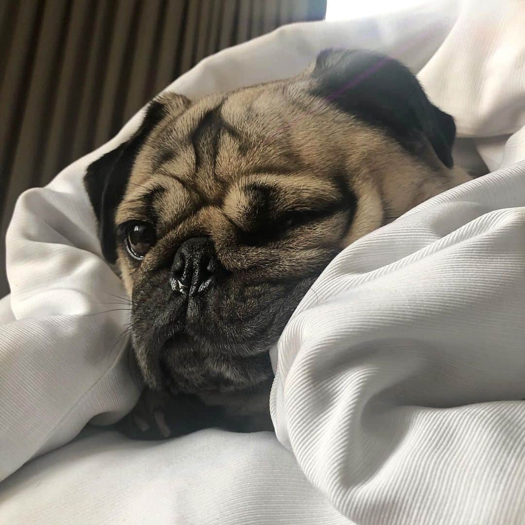 itsdougthepugさんのインスタグラム写真 - (itsdougthepugInstagram)「“‪How can I get the most things done today without leaving my bed?‬” -Doug」8月30日 0時47分 - itsdougthepug