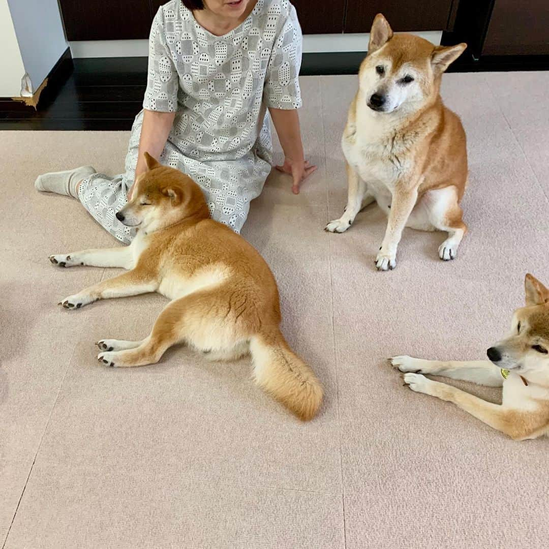 linnmamaさんのインスタグラム写真 - (linnmamaInstagram)「令和元年晩夏 柴犬同好会 こぼれ話編😅〜スワイプしてね😊〜①次朗の後頭部越しに見える平和な光景❤️〜②6柴集合写真「あるある」〜「えっ、ボクのこと呼んだ❓」by 次朗〜③そこらじゅうに柴犬落ちてます😍〜④龍之介ママさんにナデナデしてもらうヘソ天の凜💕〜⑤次朗ママさんにアゴ乗せの翔😘〜「ボクのママなのに」by 次朗〜⑥こんな風に遊ばれる凜😍〜参加者はみんな犬好きさんだから、いっぱいモフモフしてもらってよかったね😍  #柴犬#dog#柴犬凜の勇気凜々every day#shibastagram#柴犬同好会」8月30日 0時50分 - linnmama