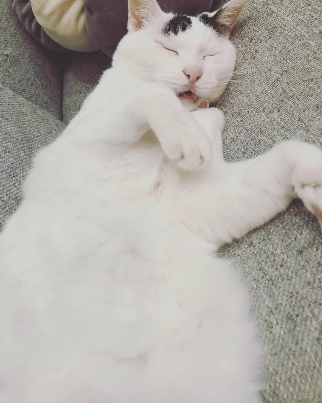 Siznaのインスタグラム：「#dura #cat #づら #猫 #sizna #雑種 #元地域猫 #ヅラ #ヅラ猫 #ヅラ猫部 #にゃんスタグラム #猫変態を増やそうの会 #マッサージ最高」