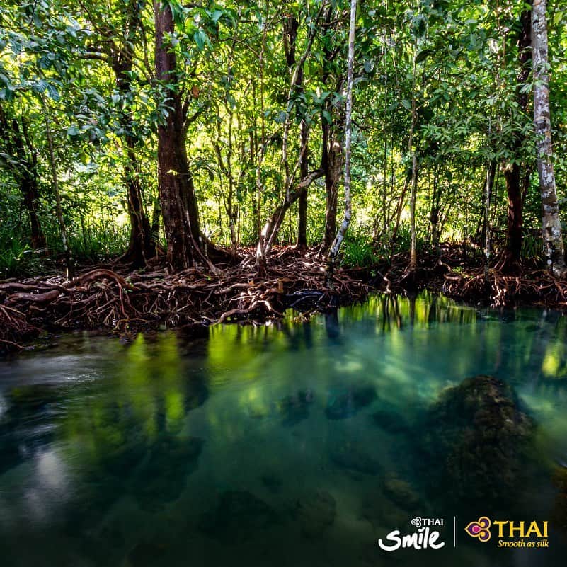 タイ航空さんのインスタグラム写真 - (タイ航空Instagram)「Tha Pom Klong Song Nam in Krabi, Thailand is a natural paradise in the guise of a verdant mangrove swamp teeming with wildlife. . #Thailand #Krabi #ThaPomKlongSongNam #MangroveSwamp #AmazingThailand #FlyTHAItoThailand #FlyTHAItoKrabi」8月30日 1時48分 - thaiairways