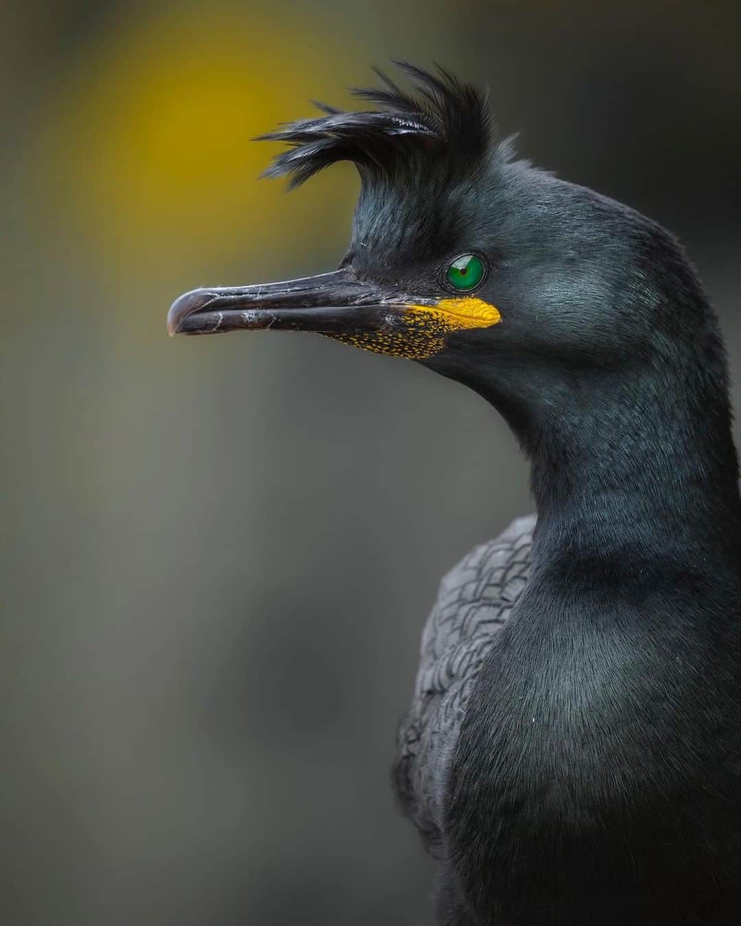 Discoveryさんのインスタグラム写真 - (DiscoveryInstagram)「“The European shag shows off his fantastic tuft during breeding season on the cliffs of the islands of the United Kingdom.” 📸 + caption by Michele Bavassano (@michele_bavassano) . . . . #adventure #travel #nature #photography #landscape #love #photooftheday #explore #sky #wanderlust #naturephotography #instagood #sea #beautiful #picoftheday #travelgram #bird #birdphotography #uk」8月30日 2時10分 - discovery