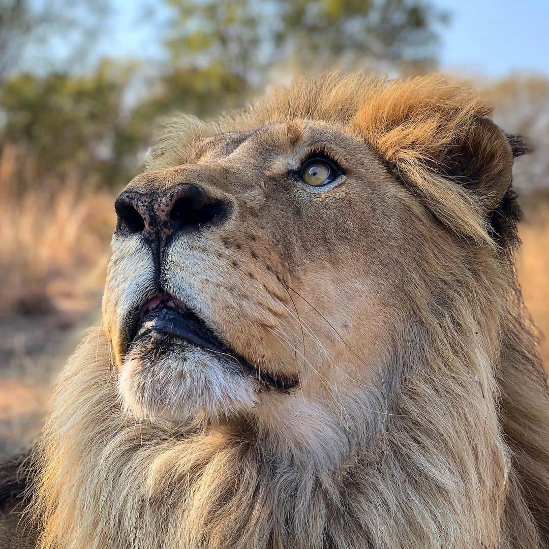 Kevin Richardson LionWhisperer さんのインスタグラム写真 - (Kevin Richardson LionWhisperer Instagram)「Chin up it’s almost the weekend! #weekendvibes #dreamingoftheweekend #lion #africanlion #reconnectwithnature #disconnecttoreconnect #savehabitat #savelions」8月30日 2時15分 - lionwhisperersa