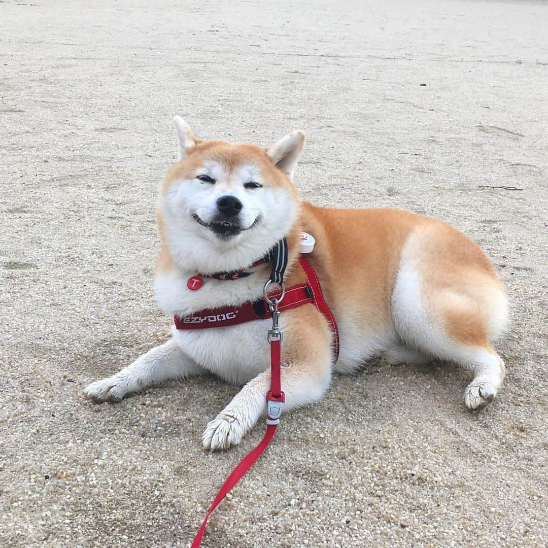 てんパパさんのインスタグラム写真 - (てんパパInstagram)「今朝のお散歩、5時〜6時10分。 てんこの休憩希望にあちこちで対応してたら、最後の10分で雨降り出した。 #朝んぽ #自主休憩 #自主てんこ #傘の下の君に告ぐ #そろそろ帰ろう」8月30日 7時57分 - tenchan.shiba