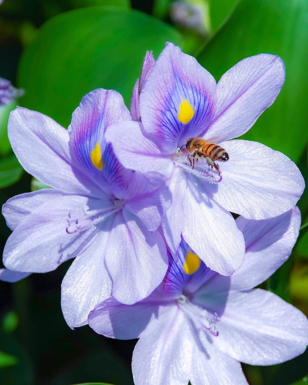 のインスタグラム：「. Honeybee🐝 . . ホテイアオイとミツバチさん 働き者の蜜蜂さん布袋葵は美味しい蜜が取れるのかな🐝 . . . Water hyacinth and Mr. honeybee Can good honey be taken?🐝」