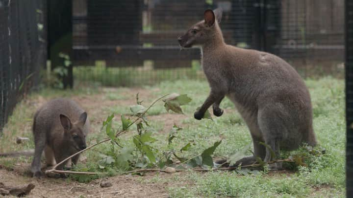 スミソニアン国立動物園のインスタグラム