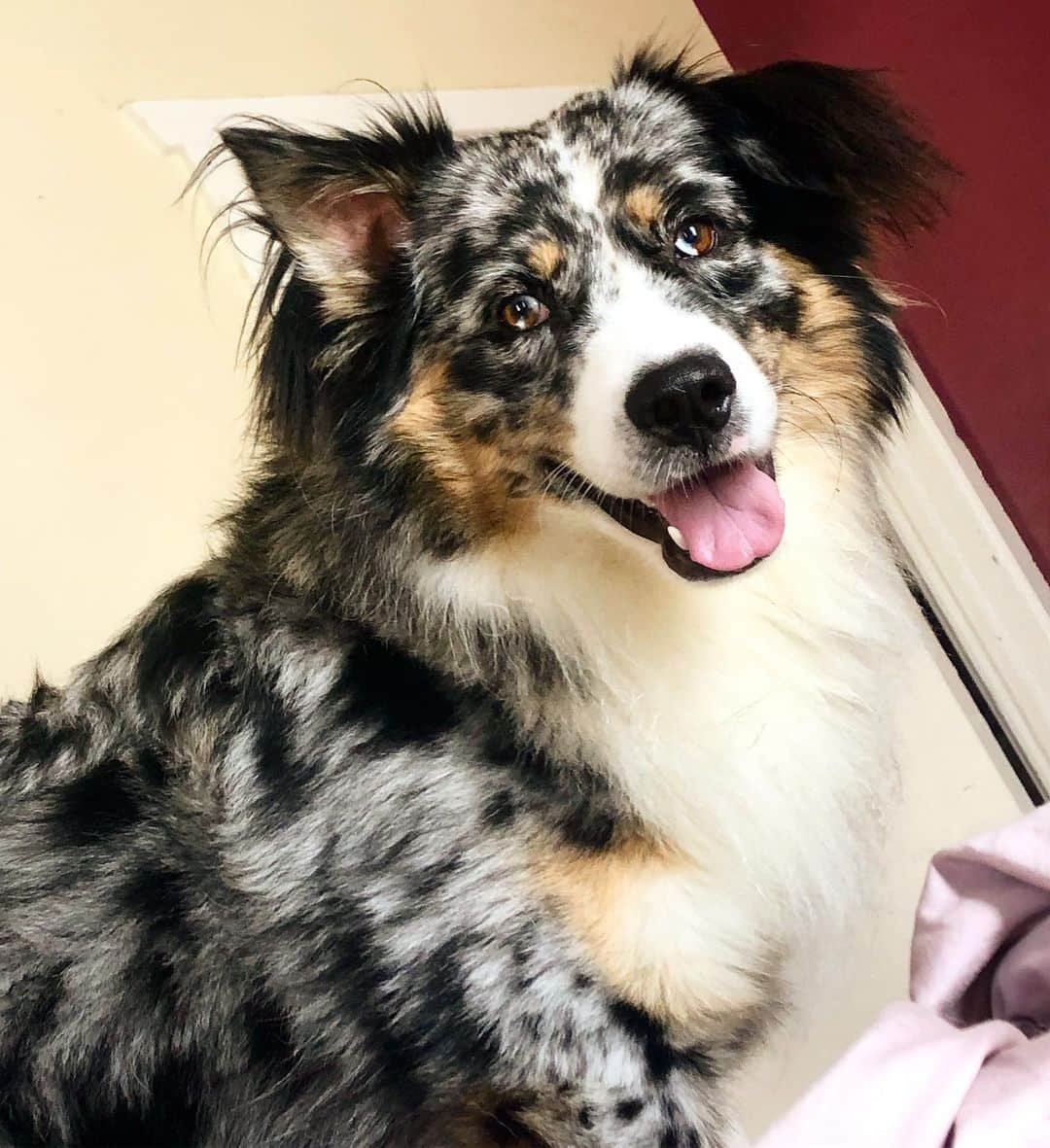 イシス・テイラーのインスタグラム：「at what point do you turn into a obsessive dog mom? asking for a friend? #aussieshepherd #australianshepherd #wigglebutt #bluemerle」
