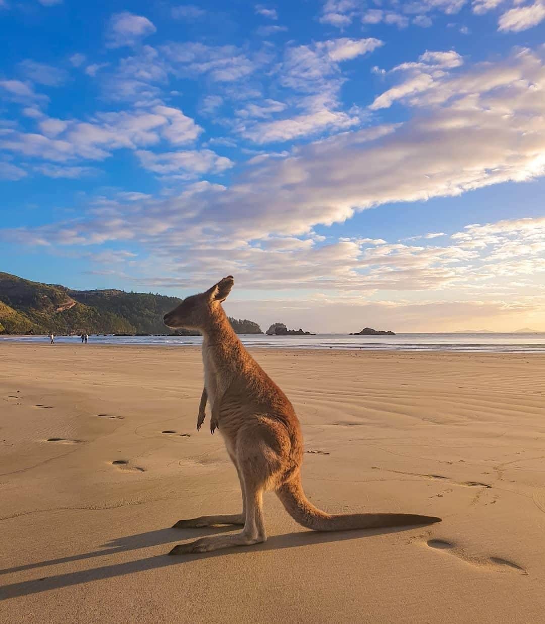 Australiaさんのインスタグラム写真 - (AustraliaInstagram)「Hey bud, you might be facing the wrong way… 🙈 @rangersam_ spotted this local on one of her ‘sunrise with the wallabies’ tours at @queensland’s #CapeHillsborough. We suppose that given this #wallaby gets this #sunrise view everyday, it wouldn’t hurt to miss one once in a while. Located in the @visitmackay area, wallabies and kangaroos bounce along the sand and feast on the water’s edge every morning, it’s a truly special sight to start your day. BRB, booking our tour right now.  #seeaustralia #thisisqueensland #meetmackayregion #travel #wildlifephotography」8月30日 4時00分 - australia