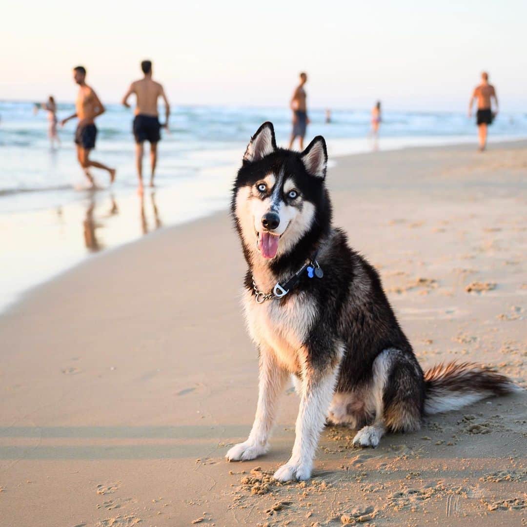 The Dogistさんのインスタグラム写真 - (The DogistInstagram)「Blue, Siberian Husky (2 y/o), Alma Beach, Tel Aviv, Israel • “He’s like a child. He steals balls from other dogs on the beach.”」8月30日 4時04分 - thedogist
