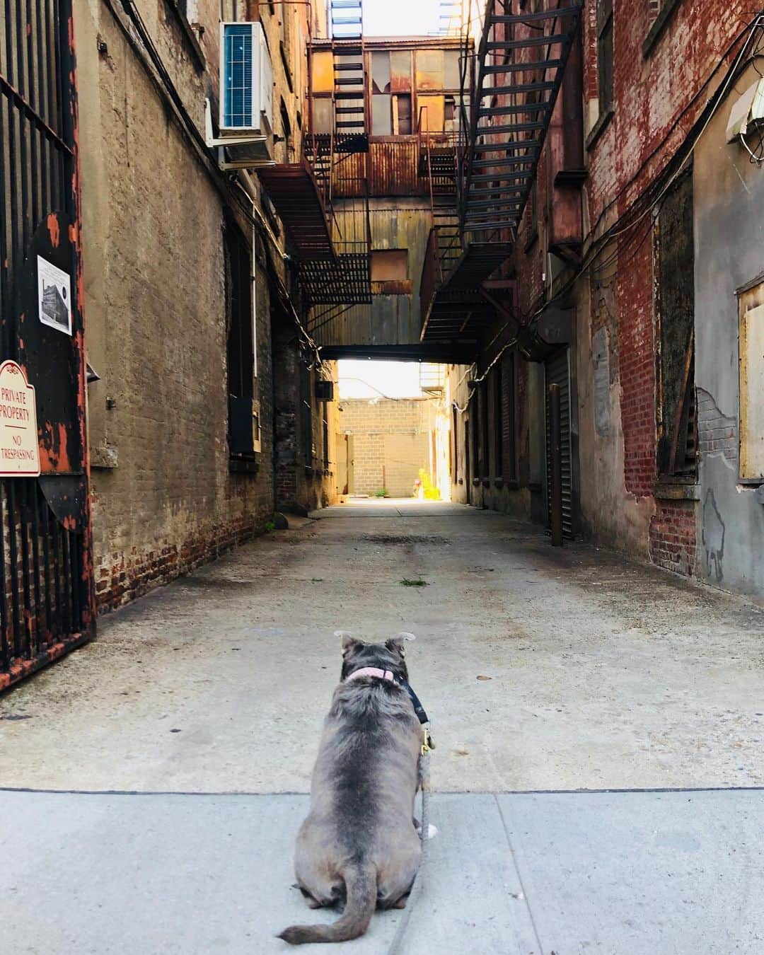 ズザンナ・シャコフスキーのインスタグラム：「Cindy in #brooklyn #gowanus #dogsofbrooklyn」