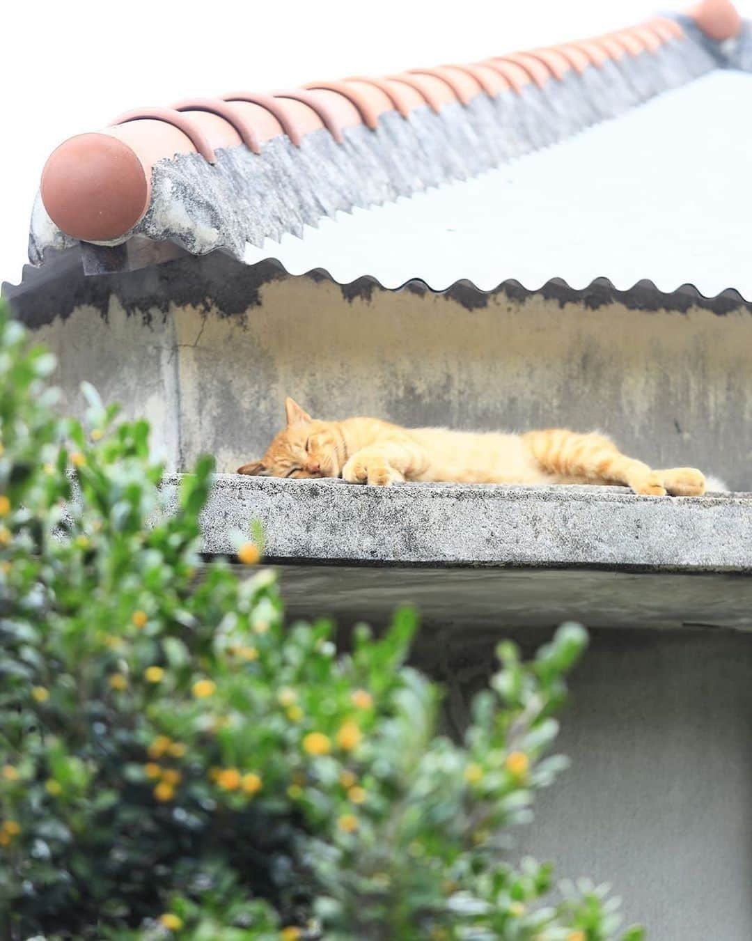 Be.okinawaさんのインスタグラム写真 - (Be.okinawaInstagram)「Gently settle into the slow flow of time in Yonaguni Island. Even the cats are feeling relaxed! 📷:@hisato___1310  #yonaguniisland #yaeyamaislands #與那國島 #八重山諸島 #요나구니섬 #야에야마제도 #与那国島 #久部良 #kubura #redrooftiles #beokinawa #visitokinawa」8月30日 17時08分 - visitokinawajapan