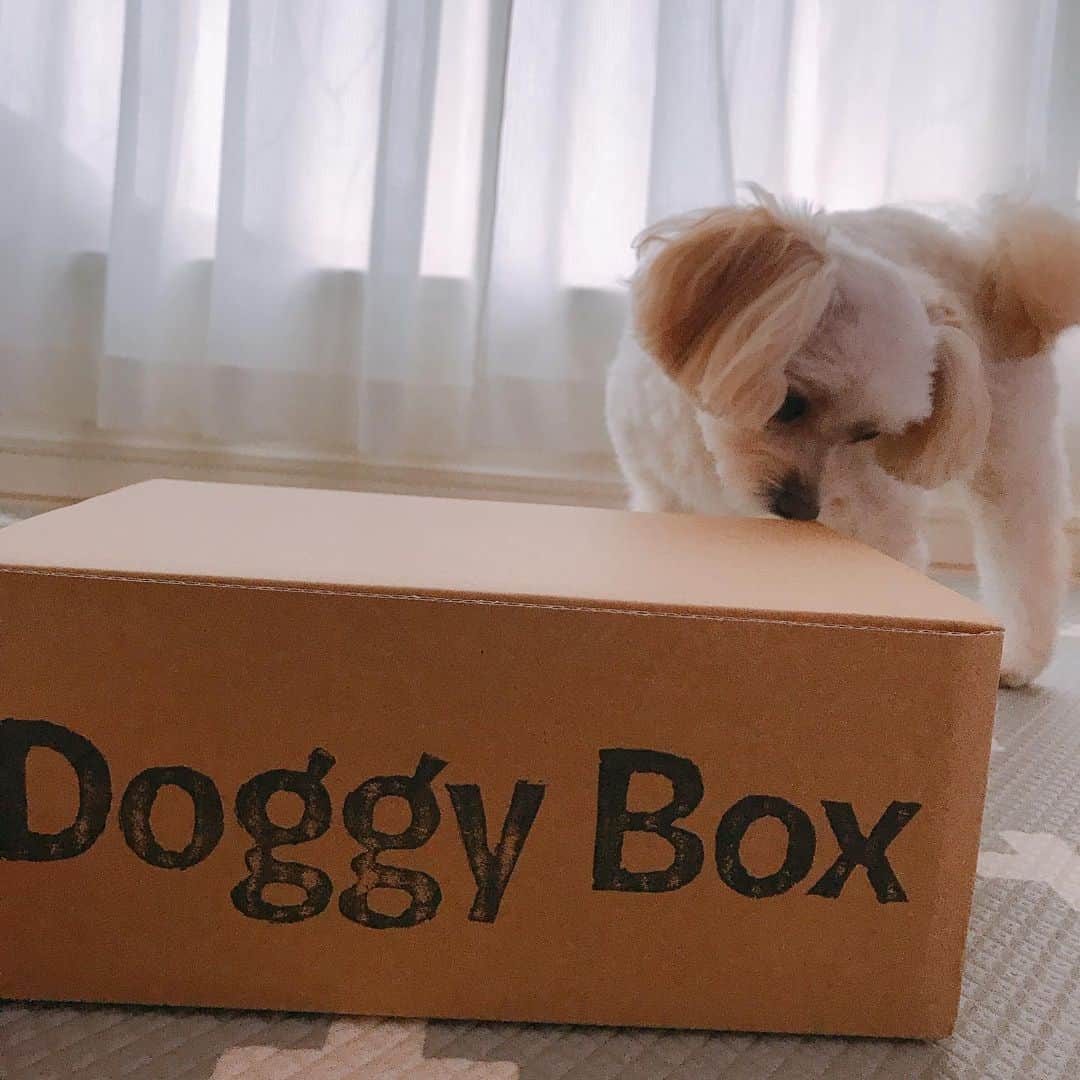 磯山さやかさんのインスタグラム写真 - (磯山さやかInstagram)「@doggybox_jp  さんの 8月のboxが届いてたのに、 舞台期間中で愛犬を預けていたので、 やっと愛犬に見せてあげられました！！ テーマは「BEYOND the SEA」 可愛いオモチャや魚のクッキーやカンガルージャーキーやトッピング。 OMUSUBIという、保護犬猫と里親さんをマッチングするサイトのお知らせも。 本当に可愛すぎて、飼い主もハッピー♡  愛犬もテンション上がりまくりでした！！」8月30日 15時37分 - sayakaisoyama
