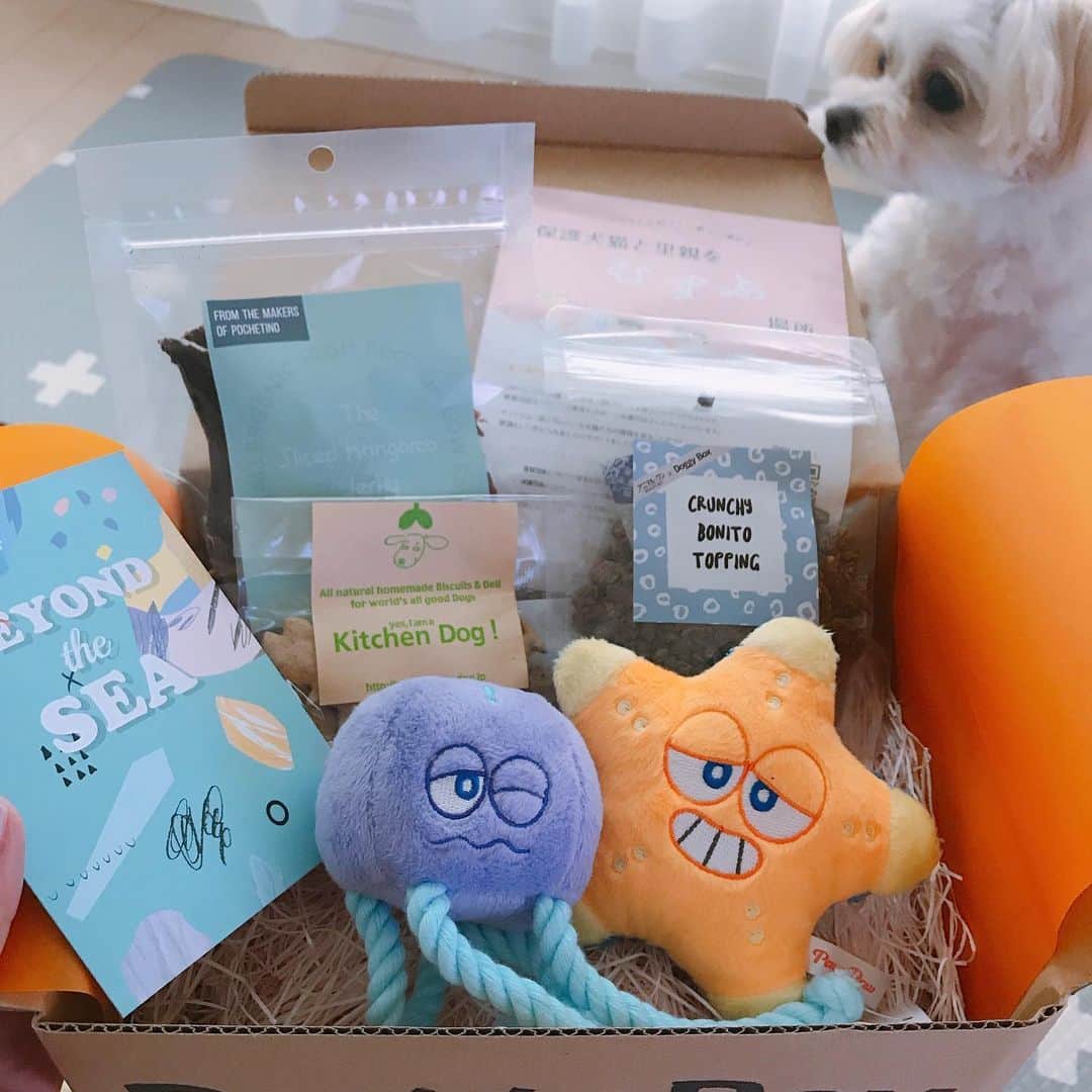 磯山さやかさんのインスタグラム写真 - (磯山さやかInstagram)「@doggybox_jp  さんの 8月のboxが届いてたのに、 舞台期間中で愛犬を預けていたので、 やっと愛犬に見せてあげられました！！ テーマは「BEYOND the SEA」 可愛いオモチャや魚のクッキーやカンガルージャーキーやトッピング。 OMUSUBIという、保護犬猫と里親さんをマッチングするサイトのお知らせも。 本当に可愛すぎて、飼い主もハッピー♡  愛犬もテンション上がりまくりでした！！」8月30日 15時37分 - sayakaisoyama