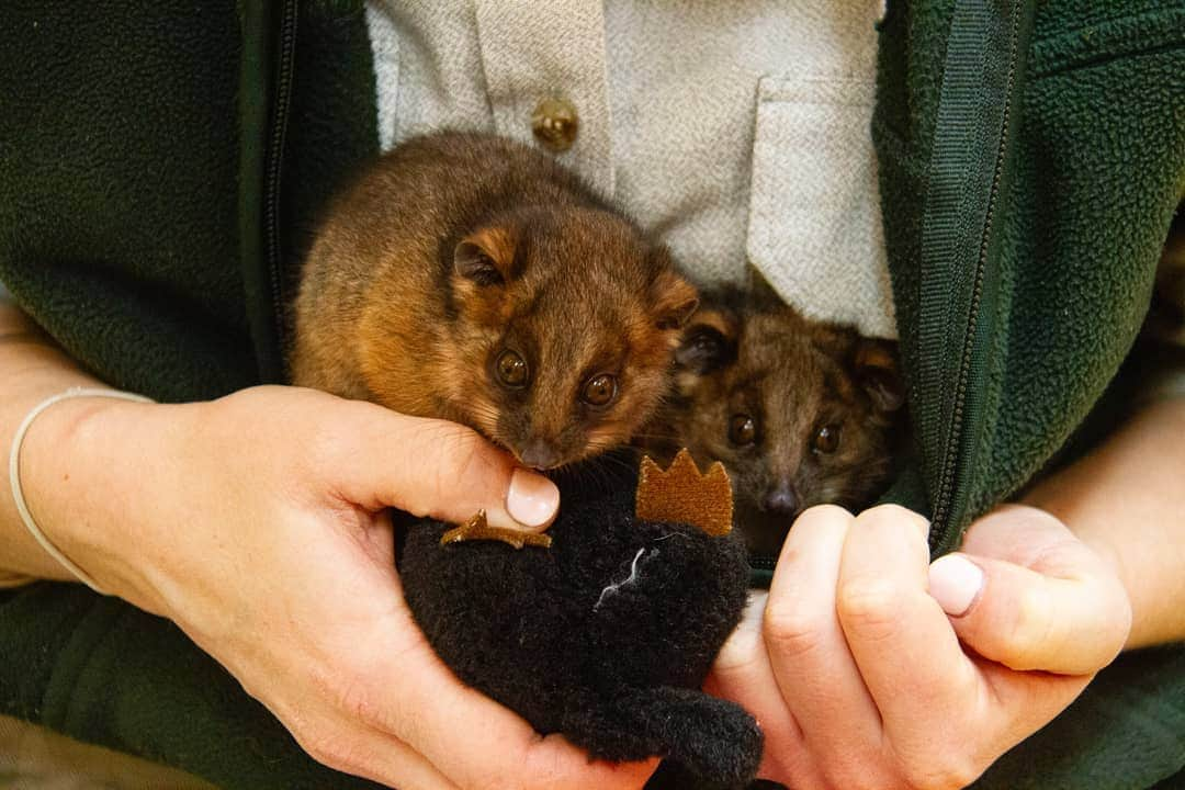 タロンガ動物園さんのインスタグラム写真 - (タロンガ動物園Instagram)「Taronga keeper Grace Black has her hands full right now with twins – twin ringtail possum joeys, that is! This gorgeous pair were found alone on a roof in Mosman.⠀ ⠀ They were brought into the Taronga Wildlife Hospital where they stayed for a few days before Grace took over care for the two male joeys. ⠀ ⠀ Grace feeds the twins every four hours during the day, and once during the night. Between feeds, the twins are kept safe and warm in a woollen beanie, and they’ve been given a Tasmanian devil stuffed toy to cling on to, in place of their mother. ⠀ ⠀ #ForTheWild」8月30日 16時00分 - tarongazoo