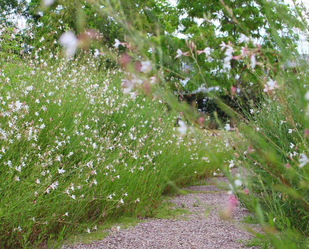 生活の木 メディカルハーブガーデン薬香草園【公式】さんのインスタグラム写真 - (生活の木 メディカルハーブガーデン薬香草園【公式】Instagram)「【8月のガーデンだより】  ㅤㅤㅤㅤㅤㅤㅤㅤㅤㅤ 愛らしいメディカルハーブ達をたくさんご紹介したいので、スワイプして見てくださいね👉 (以下、画像順に) ㅤㅤㅤㅤㅤㅤㅤㅤㅤㅤㅤㅤㅤㅤㅤㅤㅤㅤㅤㅤ 🌿花の少ない時期でも元気に咲いているのは… 1️⃣清涼感のある花火のような、アガパンサス 2️⃣クイーンアンズレース(繊細なレースのよう) & マーシュマロウ(マシュマロの原料としても知られます)  ㅤㅤㅤㅤㅤㅤㅤㅤㅤㅤ 🌿ガーデンに広がる絵になる景色 3️⃣色とりどりのジニアにオレガノとカラミンサの小花がブーケのよう💐 4️⃣ガウラのトンネルの向こうには妖精が待っていそう♪  ㅤㅤㅤㅤㅤㅤㅤㅤㅤㅤ 🌿お盆を過ぎすっかり秋めいて... 5️⃣ 秋の訪れを告げる花・シュウメイギク &高くそびえるパンパスグラス  ㅤㅤㅤㅤㅤㅤㅤㅤㅤㅤ 暑さもピークを越えたでしょうか？ ガーデン散策のあとは、 フレッシュハーブティーで水分補給をお忘れなく！ ㅤㅤㅤㅤㅤㅤㅤㅤㅤㅤ 皆さまのご来店を心よりお待ちしております。  ㅤㅤㅤㅤㅤㅤㅤㅤㅤㅤ #生活の木 #ハーブとアロマテラピー専門店  #ハーブとアロマの専業メーカー  #メディカルハーブ #薬香草園 #メディカルハーブガーデン #ハーブハウス #メディカルハーブハウス  #ハーブ #ハーブ🌿 #ハーブ園 #埼玉 #飯能  #ハーブのある暮らし #花のある暮らし #植物のある暮らし #香りのある暮らし #待ち遠しい #秋 #マーシュマロウ #オレガノ #ガウラ #パンパスグラス #ハーブティー で水分補給」8月30日 16時49分 - treeoflife_garden