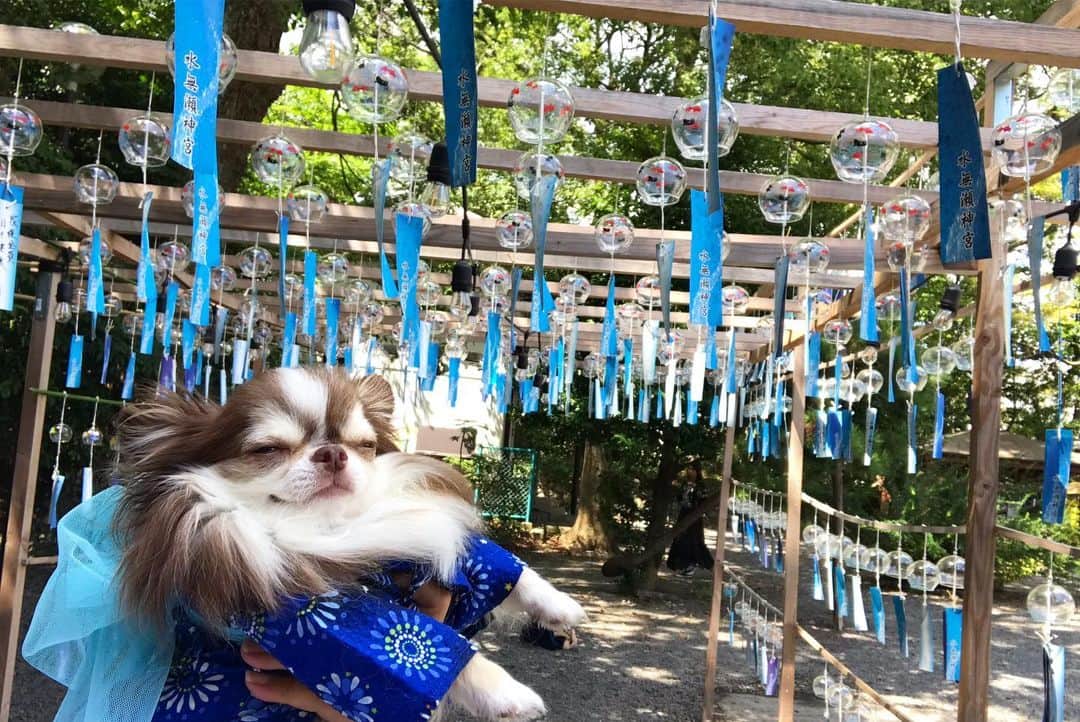 kayoさんのインスタグラム写真 - (kayoInstagram)「* * ずーっと行きたかった 風鈴祭りにやっと行けて 大満足☺️🎐🎐🎐 * * Lychee💗🎐 * * #風鈴 #風鈴祭り #夏の思い出 * #chihuahua#chihuahualove#dogstgram#dog#instadog#チワワ#チワワ大好き * *」8月30日 8時13分 - kayo063