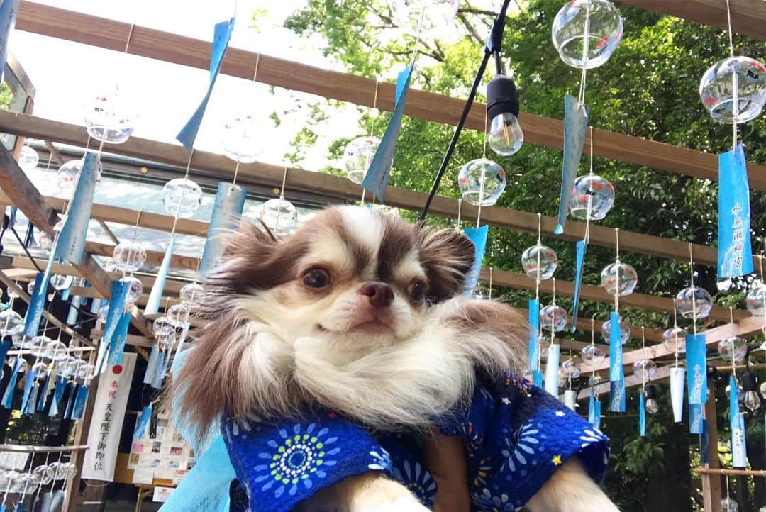 kayoのインスタグラム：「* * ずーっと行きたかった 風鈴祭りにやっと行けて 大満足☺️🎐🎐🎐 * * Lychee💗🎐 * * #風鈴 #風鈴祭り #夏の思い出 * #chihuahua#chihuahualove#dogstgram#dog#instadog#チワワ#チワワ大好き * *」