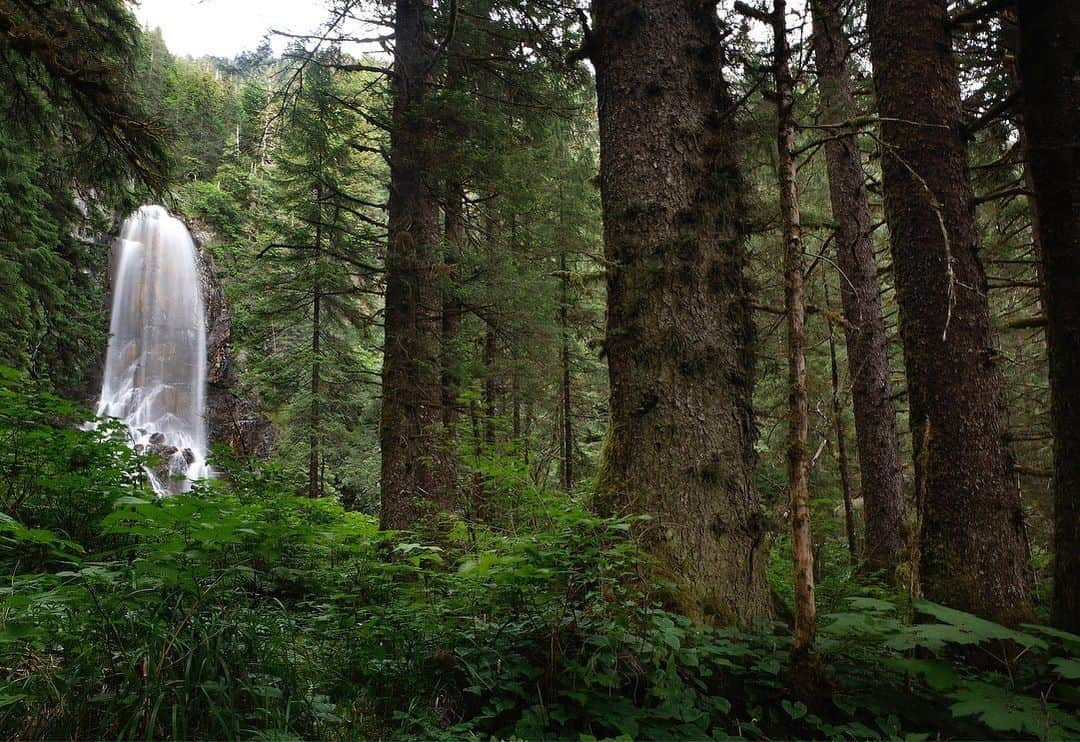 thephotosocietyさんのインスタグラム写真 - (thephotosocietyInstagram)「Photos by @melissafarlow | Southeast Alaska is wild and immense, and one of my favorite assignments for @NatGeo magazine focused on the Tongass National Forest. I photographed wildlife, pristine old growth forests and the people who make this region their home. After 20 years of protection the world’s largest intact temperate rainforest may be opened to logging. Alaska’s 16.7 million-acres with massive stretches of old-growth conifers with rivers teaming with salmon survived legal assaults, but our President’s new plan will remove logging and mining restrictions on 9.5 million acres. Vast forests were being clearcut and the old growth trees were processed for pulp and/or sent overseas.  @natgeo @natgeoimagecollection @natgeofineart @thephotosociety #alaska #tongassnationalforest #forest @u.s.forestservice」8月30日 8時27分 - thephotosociety