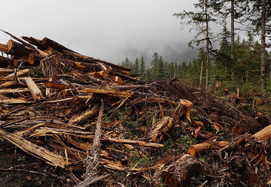 thephotosocietyさんのインスタグラム写真 - (thephotosocietyInstagram)「Photos by @melissafarlow | Southeast Alaska is wild and immense, and one of my favorite assignments for @NatGeo magazine focused on the Tongass National Forest. I photographed wildlife, pristine old growth forests and the people who make this region their home. After 20 years of protection the world’s largest intact temperate rainforest may be opened to logging. Alaska’s 16.7 million-acres with massive stretches of old-growth conifers with rivers teaming with salmon survived legal assaults, but our President’s new plan will remove logging and mining restrictions on 9.5 million acres. Vast forests were being clearcut and the old growth trees were processed for pulp and/or sent overseas.  @natgeo @natgeoimagecollection @natgeofineart @thephotosociety #alaska #tongassnationalforest #forest @u.s.forestservice」8月30日 8時27分 - thephotosociety