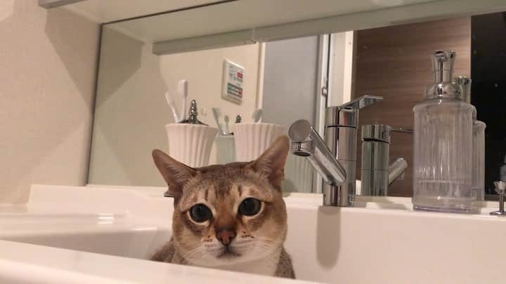 モルト♡Malt(Singapuracat)のインスタグラム：「おはよう☁️ 今日はモルちゃん一緒に寝てくれなかった。なんでだろ〜(๑•́ ₃ •̀๑)」