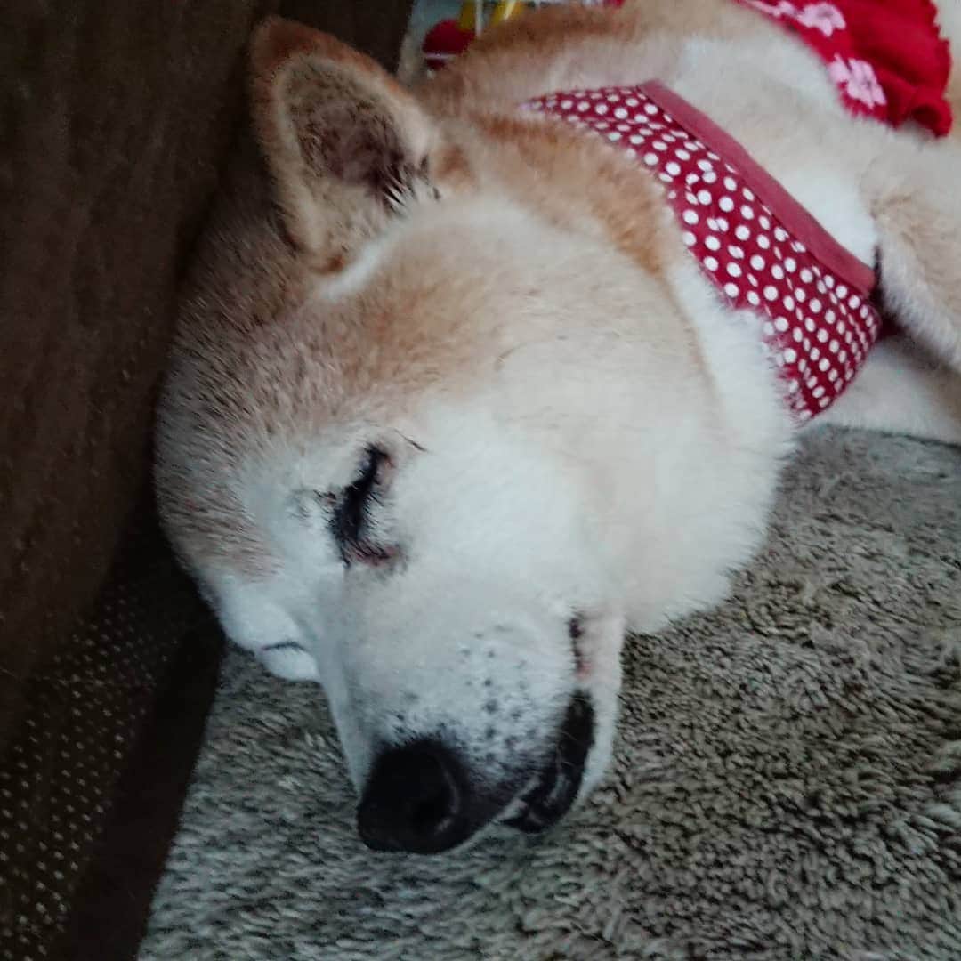 柴子さんのインスタグラム写真 - (柴子Instagram)「おはようございます( ˘ω˘)ｽﾔｧ #柴犬　#shibainu #shibastagram」8月30日 8時49分 - senogawadogs