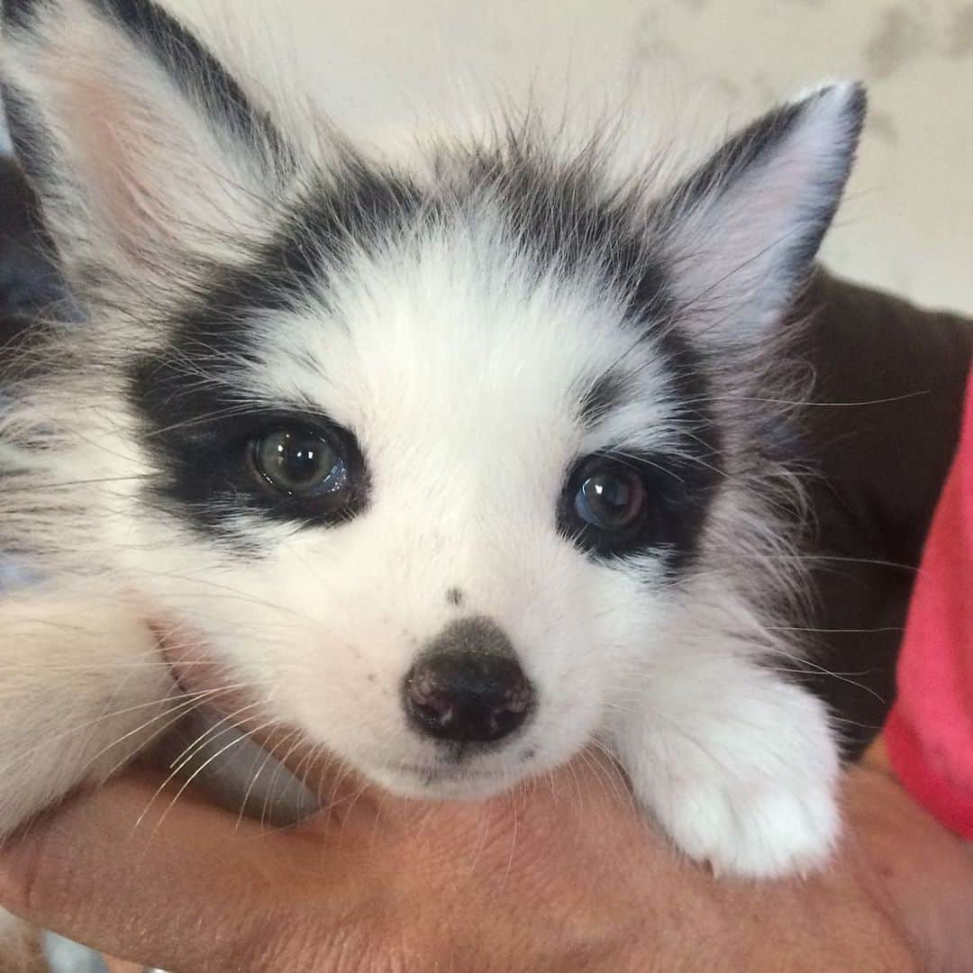 Rylaiさんのインスタグラム写真 - (RylaiInstagram)「Who wants a little AH-Dorable to get you to the weekend????? Baby Ishy is up for that task!! . How adorable is this little girl. We brought Ishy into our pack when she was just about 6 weeks old. She was so cute.... but so sassy.... she was full of her American fox curse words- Ka-ka-ka to everything.... well, that didn’t last long with the Russians.... Sophia and Boris told her who was in charge!!! As she got older, she became sassier and sassier with us. We had to work very hard with her to show her that biting wasn’t okay.... she forgets often.... well, in reality, she really can’t help herself... she is tame and not domesticated like the Russians.... her instincts are close to the surface- ready to come out when she feels uncomfortable. But we still love Ishy Squishy even when we have to call her Ishy bites!!! . We still have some Photoshoots available on Oct 5 and 6 for photos with he wolf and fox Ambassadors during our grand opening.... we also have some Tickets available for the gala!! Tickets can be purchased on our website at www.jabcecc.org . #babyfox #ishysquishy #marblefox #baby #kit #redfox #nonprofit #fromamericawithlove #fromrussiawithlove #grandopening #gala #fundraiser #lovefoxes #foxylady #support #sandiego #socal #foxesofig #foxesofinstagram」8月30日 9時04分 - jabcecc