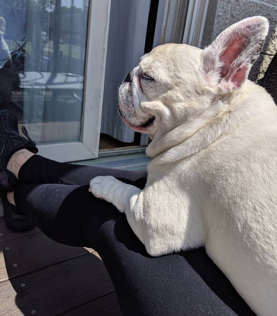 Manny The Frenchieのインスタグラム：「Where's all my mama's boys at?! #stage5clinger」