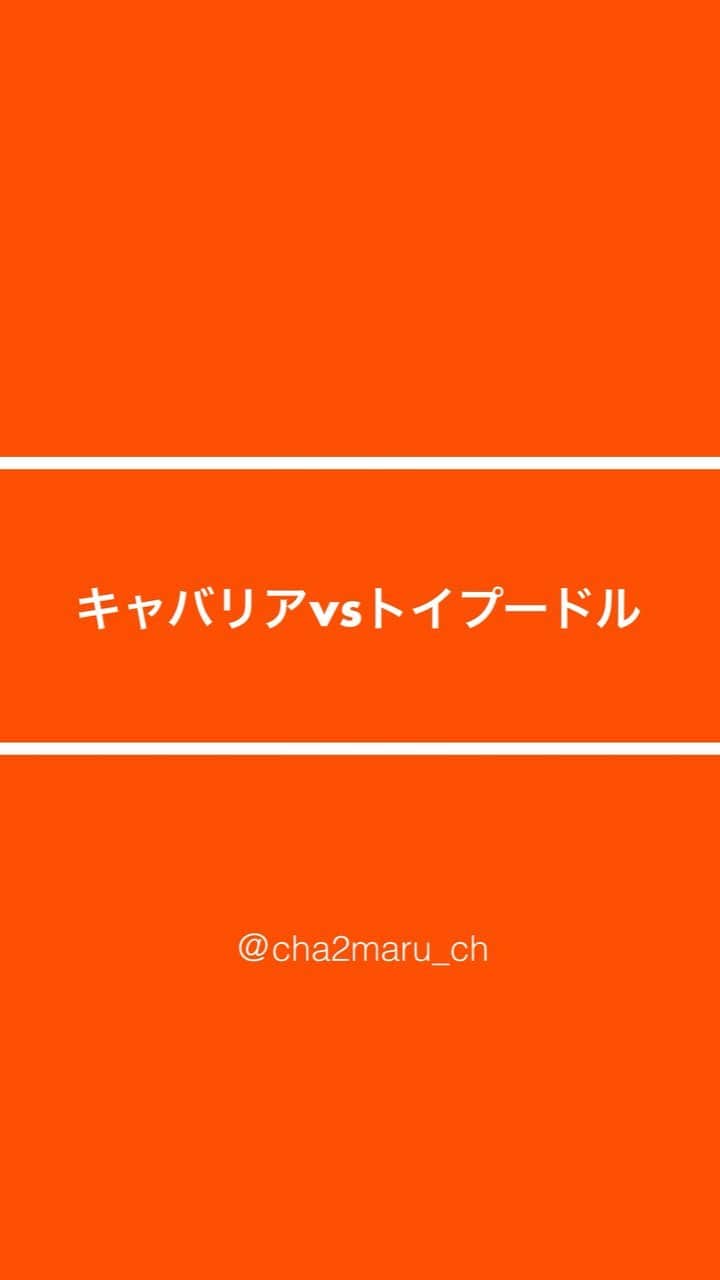 チャチャ丸のインスタグラム