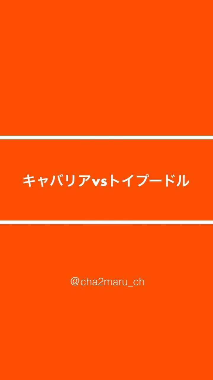 チャチャ丸のインスタグラム